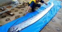 سمكة مجداف، علـَقت في شباك الصيد قرب ميناء إيميزو، في محافظة توياما الشمالية، باليابان في يناير 2019، مما أثار الذعر في اليابان، لوجود اعتقاد أن تلك السمكة تظهر قبل حدوث زلزال وتسونامي.
