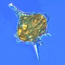 The dinoflagellate, Protoperidinium extrudes a large feeding veil to capture prey.