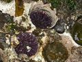 Two purple urchins found in the tide pools of Cape Arago, Oregon, USA