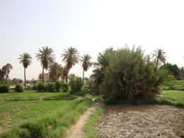 الجهراء