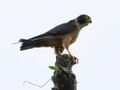 Oriental Hobby - Falco severus - Falco (2526569907).jpg