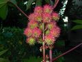 Ricinus communis, fruit