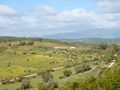 The open fields of the Algarve in spring