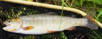 Snake River fine-spotted cutthroat trout has tiny black spots over most of its body.