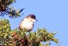 Western Orphean Warbler.jpg