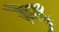 Spheniscus demersus skull.