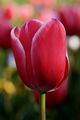 Cultivated Tulip at Floriade