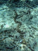 Synapta maculata, the longest known sea cucumber (Apodida).