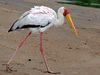 Yellow-billed Stork (Mycteria ibis) (6045310265).jpg