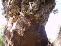 Close-up at the margin of the harvest (Massif des Maures, فرنسا).