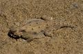 The Flat-tail Horned Lizard's body is flattened and fringed to minimise its shadow