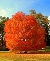 Carotenes are a photosynthetic pigment which creates the orange color in autumn leaves.