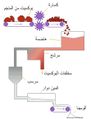 تصغير للنسخة بتاريخ 07:27، 21 مايو 2009