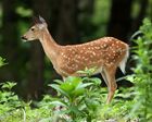 Odocoileus virginianus fawn, Owen Conservation Park, Madison, Wisconsin.jpg