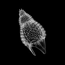 Nassellarian radiolarians can be in symbiosis with dinoflagellates