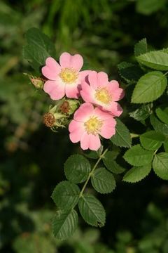 Rosa eglanteria img 3218.jpg