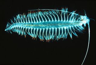 Tomopteris, a planktonic segmented worm with unusual yellow bioluminescence[409]