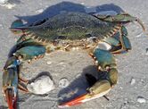 Callinectes sapidus (blue crab) (Cayo Costa Island, Florida, USA) 4.jpg