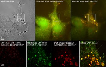 Label-free Localisation Microscopy SPDM – Super Resolution Microscopy reveals prior undetebable intracellular structures