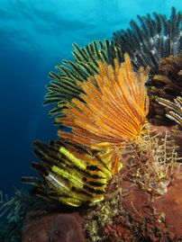 Colorful sea lilies in shallow waters