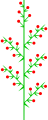 Heterothetic compound raceme