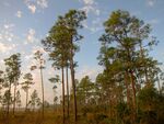 Pine trees in a grassy area