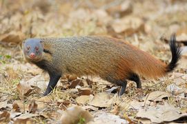 Stripe-necked mongoose, Herpestes vitticollis