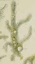 Amoeba proteus from Leidy.jpg