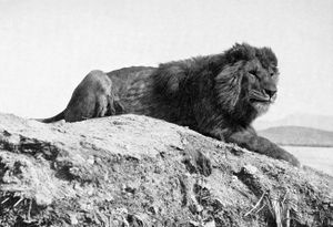 Barbary lion.jpg