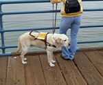 "A labrador retriever in service as a guide dog"