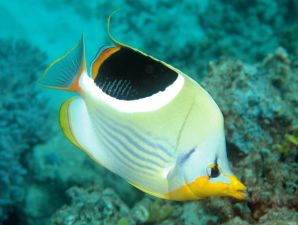Saddle butterflyfish are resistant to the sea anemone toxin.