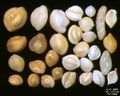 Foraminifera of the Indian Ocean, South-eastern coast of Bali. Field width = 5,5 mm.