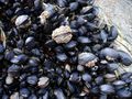 Mussels in the intertidal zone in Cornwall, England.