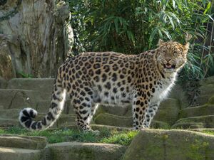 Panthera pardus orientalis Colchester Zoo (1).jpg