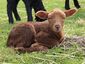 Coburger Fuchsschaf Lamb 4 days old.jpg