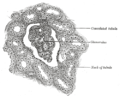 Section of cortex of human kidney.