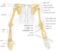 رسم توضيحي لعظام الذراع في الإنسان