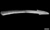 Monachoides vicinus dart lateral.jpg