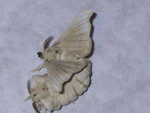 Pairedmoths.jpg