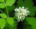 Actaea spicata