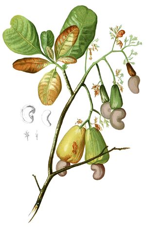 Anacardium occidentalis Blanco1.116-cropped.jpg