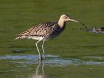 Curlew (Numenius arquata) (19).jpg