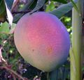 A nearly-ripened purple mango, Israel