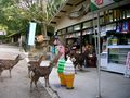 Nara deer beg for handouts outside a shop on Sanjo Street