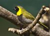 Tiaris canorus -Canberra Walk In Aviary, Australia-8a.jpg