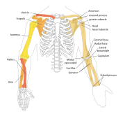 مخطط عظام الذراع البشري