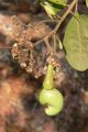 Cashew inflorescence with developing fruit