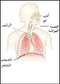 تصغير للنسخة بتاريخ 03:41، 8 مايو 2007