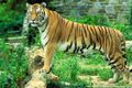 A tiger (Panthera tigris tigris)