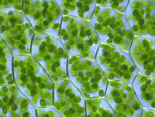 Chloroplasts conduct photosynthesis in plant cells and other eukaryotic organisms.